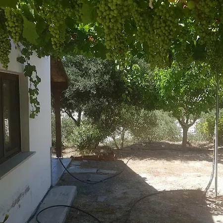 Country house Olive Land